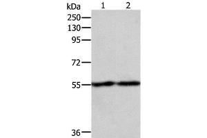 Western Blot analysis of RAW264. (EGR1 antibody)