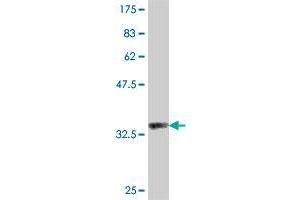 Western Blot detection against Immunogen (37. (RNFT1 antibody  (AA 1-100))