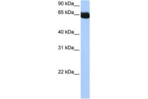 Western Blotting (WB) image for anti-NOP2/Sun Domain Family, Member 6 (NSUN6) antibody (ABIN2462357) (NSUN6 antibody)