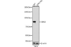 Western blot analysis of extracts from wild type (WT) and GRK2 knockout (KO) HeLa cells, using GRK2 antibody (ABIN7265504) at 1:1000 dilution. (GRK2 antibody)