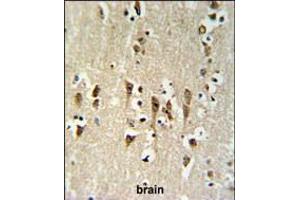 KCTD1 Antibody IHC analysis in formalin fixed and paraffin embedded brain tissue followed by peroxidase conjugation of the secondary antibody and DAB staining. (KCTD1 antibody  (C-Term))