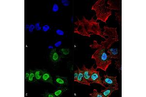 Immunocytochemistry/Immunofluorescence analysis using Mouse Anti-Alpha Synuclein Monoclonal Antibody, Clone 10H7 (ABIN5564084).