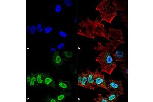 Immunocytochemistry/Immunofluorescence analysis using Mouse Anti-Alpha Synuclein Monoclonal Antibody, Clone 10H7 (ABIN5564084). (SNCA antibody  (HRP))