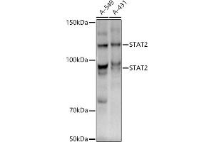 Western blot analysis of extracts of various cell lines, using ST antibody (ABIN1678782, ABIN3017845, ABIN3017846 and ABIN7101526) at 1:1000 dilution. (STAT2 antibody)