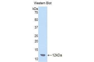 Western Blotting (WB) image for anti-Chemokine (C-C Motif) Ligand 7 (CCL7) (AA 28-97) antibody (ABIN1172262)