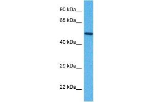 Host:  Rabbit  Target Name:  B3GALT2  Sample Tissue:  Mouse NIH 373 Whole Cell  Antibody Dilution:  1ug/ml (B3GALT2 antibody  (C-Term))