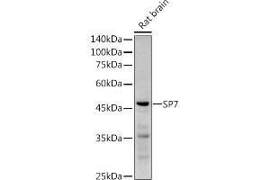 Western blot analysis of extracts of Rat brain, using SP7 antibody (ABIN7270510) at 1:1000 dilution.