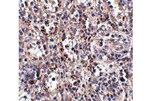 Immunohistochemistry of SCARB1 in human spleen tissue with SCARB1 polyclonal antibody  at 2. (SCARB1 antibody  (N-Term))