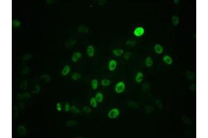 Immunofluorescence (IF) image for anti-Myc Proto-Oncogene protein (MYC) (pSer62) antibody (ABIN7127717)