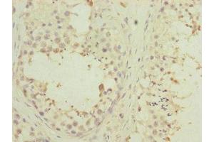 Immunohistochemistry of paraffin-embedded human testis tissue using ABIN7166900 at dilution of 1:100 (PDHA2 antibody  (AA 119-388))