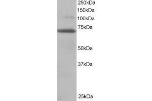 ABIN185170 staining (0. (RANGAP1 antibody  (N-Term))