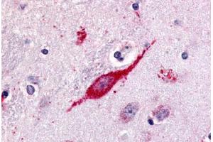 Anti-GPR85 antibody  ABIN1048888 IHC staining of human brain, neuron.