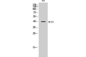 Western Blotting (WB) image for anti-Solute Carrier Family 16, Member 13 (Monocarboxylic Acid Transporter 13) (SLC16A13) (C-Term) antibody (ABIN3185494) (SLC16A13 antibody  (C-Term))