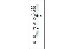 Western blot analysis of anti-PKCnu C-term Pab in NCI-H460 cell lysate (PRKD3 antibody  (C-Term))