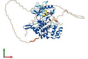 AlphaFold protein structure predicition of Human Recombinant NLK Protein, UniprotID Q9UBE8 (Nemo-Like Kinase Protein (NLK) (AA 1-527) (His tag))
