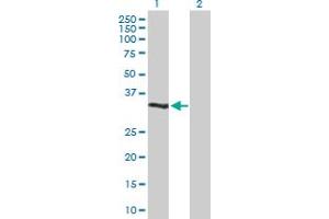 Western Blot analysis of DUSP12 expression in transfected 293T cell line by DUSP12 MaxPab polyclonal antibody. (DUSP12 antibody  (AA 1-340))