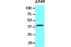 Western Blotting (WB) image for anti-Wingless-Type MMTV Integration Site Family, Member 3A (WNT3A) (AA 19-352) antibody (ABIN377254) (WNT3A antibody  (AA 19-352))