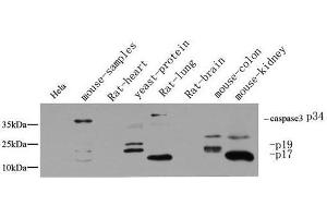 Western Blot analysis of various cells using Cleaved-CASP3 p17 (D175) Polyclonal Antibody at dilution of 1:1000. (Caspase 3 p17 (Cleaved-Asp175) antibody)