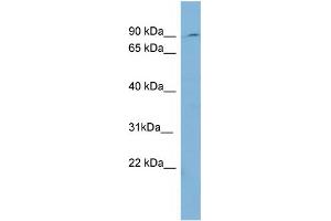 WB Suggested Anti-PREP  Antibody Titration: 0. (PREP antibody  (Middle Region))