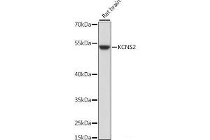 Western blot analysis of extracts of Rat brain using KCNS2 Polyclonal Antibody at dilution of 1:1000. (KCNS2 antibody)