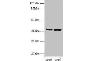 C1GALT1C1 antibody  (AA 30-190)