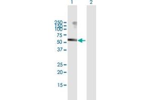 Western Blot analysis of USP3 expression in transfected 293T cell line by USP3 MaxPab polyclonal antibody. (USP3 antibody  (AA 1-520))