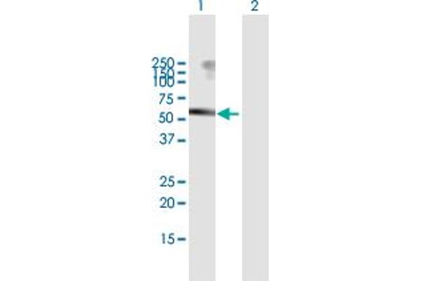 USP3 antibody  (AA 1-520)