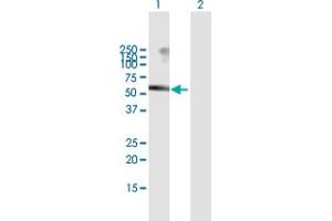 Western Blot analysis of USP3 expression in transfected 293T cell line by USP3 MaxPab polyclonal antibody.