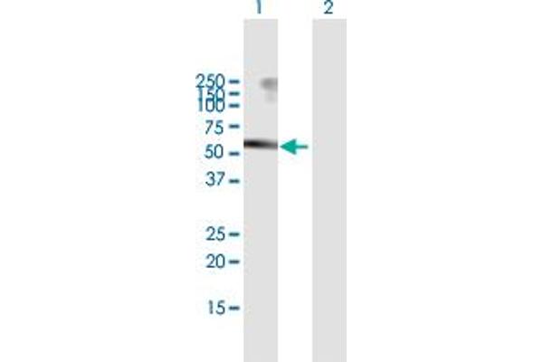 USP3 anticorps  (AA 1-520)