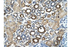 ST14 antibody was used for immunohistochemistry at a concentration of 4-8 ug/ml to stain Epithelial cells of renal tubule (arrows) in Human Kidney. (ST14 antibody)
