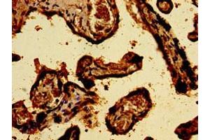 Immunohistochemistry of paraffin-embedded human placenta tissue using ABIN7170782 at dilution of 1:100