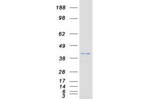 Validation with Western Blot (DUSP4 Protein (Transcript Variant 2) (Myc-DYKDDDDK Tag))