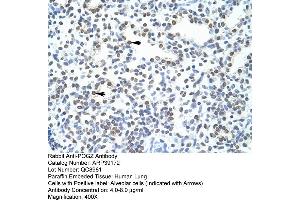 Human Lung (POGZ antibody  (N-Term))