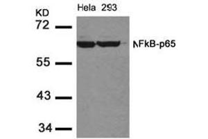 Image no. 2 for anti-Nuclear Factor-kB p65 (NFkBP65) (AA 534-538) antibody (ABIN197116) (NF-kB p65 antibody  (AA 534-538))