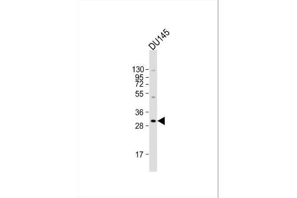 BASP1 antibody  (AA 123-150)