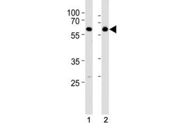 HDAC2 抗体  (AA 410-439)