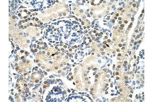 DAZAP1 antibody was used for immunohistochemistry at a concentration of 4-8 ug/ml to stain Epithelial cells of renal tubule (arrows) in Human Kidney.