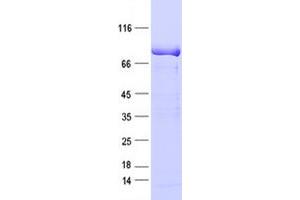 Transducin-Like Enhancer Protein 3 (TLE3) protein (DYKDDDDK Tag)