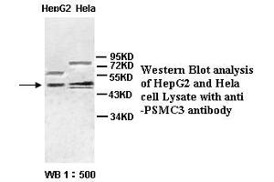 Image no. 1 for anti-Proteasome (Prosome, Macropain) 26S Subunit, ATPase, 3 (PSMC3) antibody (ABIN791159) (PSMC3 antibody)