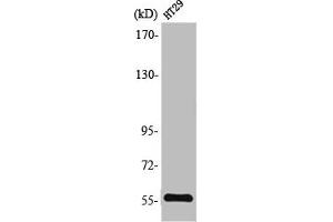 Western Blot analysis of HT29 cells using TrxR2 Polyclonal Antibody (TXNRD2 antibody  (C-Term))