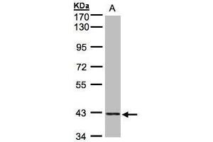 WB Image Sample (30μg whole cell lysate) A:HeLa S3, 7. (PRPSAP2 antibody)