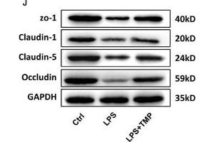 TMP has a protective effect on the LPS-induced BBB destruction in sepsis. (Occludin antibody  (AA 263-522))