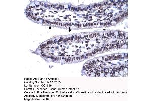 Human Intestine (MYF6 antibody  (N-Term))