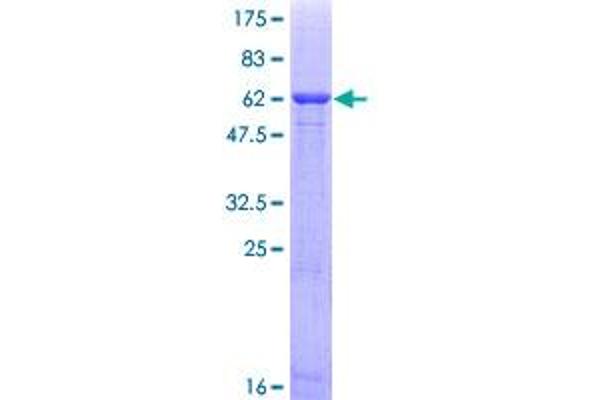 GBL Protein (AA 1-326) (GST tag)