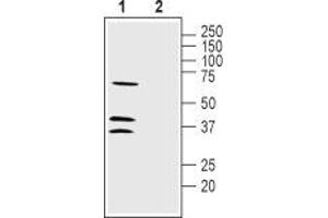 LRRC26 anticorps  (C-Term, Intracellular)