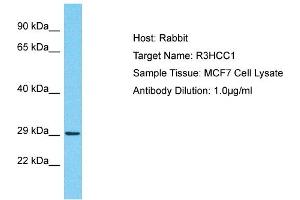 Host: Rabbit Target Name: R3HCC1 Sample Type: MCF7 Whole Cell lysates Antibody Dilution: 1. (R3HCC1 antibody  (C-Term))