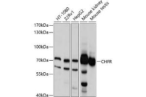 Western blot analysis of extracts of various cell lines, using CHFR antibody (ABIN6133244, ABIN6138525, ABIN6138526 and ABIN6214702) at 1:1000 dilution. (CHFR antibody  (AA 1-290))