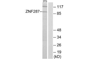 Western Blotting (WB) image for anti-Zinc Finger Protein 287 (ZNF287) (Internal Region) antibody (ABIN1849990)