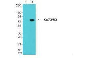 Western blot analysis of extracts from JK cells (Lane 2), using Ku80 antiobdy.
