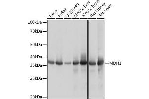 Western blot analysis of extracts of various cell lines, using MDH1 Rabbit mAb (ABIN7268379) at 1:1000 dilution. (MDH1 antibody)